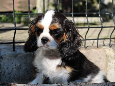 Les chiots de Cavalier King Charles Spaniel