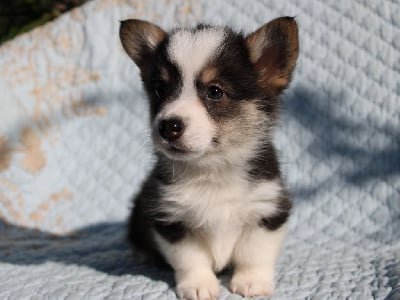 Les chiots de Welsh Corgi Pembroke