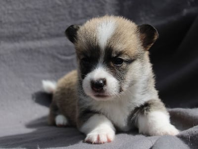 Les chiots de Welsh Corgi Pembroke