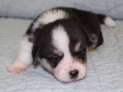 Les chiots de Welsh Corgi Pembroke