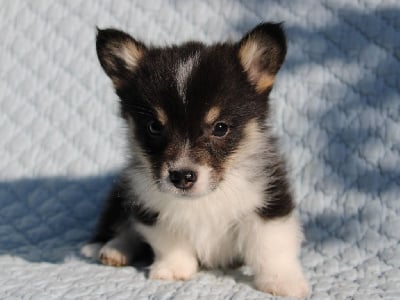 Les chiots de Welsh Corgi Pembroke