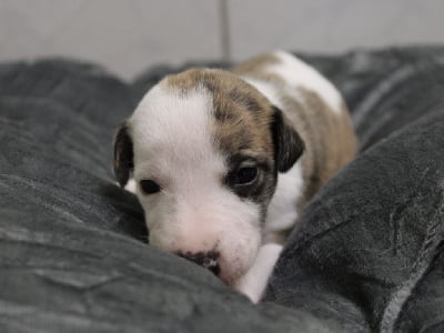 Les chiots de Whippet