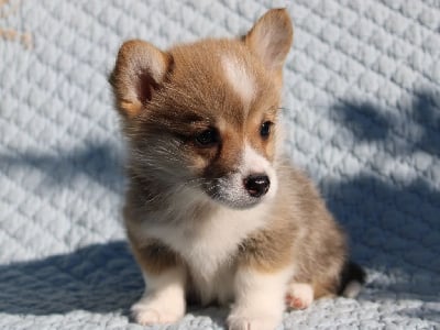 Les chiots de Welsh Corgi Pembroke