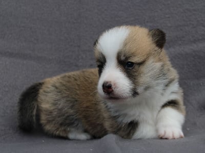 Les chiots de Welsh Corgi Pembroke