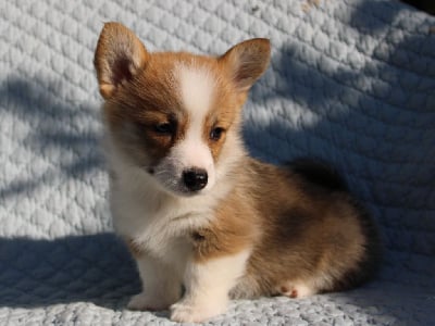 Les chiots de Welsh Corgi Pembroke