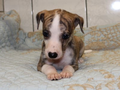 Les chiots de Whippet