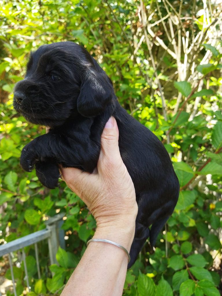 CHIOT 9 noire - Cocker Spaniel Anglais