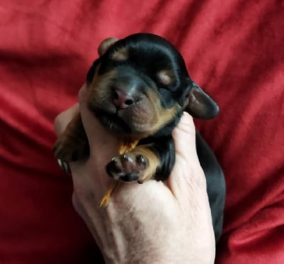 Les chiots de Cocker Spaniel Anglais