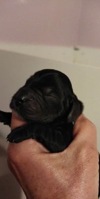 CHIOT 7 NOIR - Cocker Spaniel Anglais