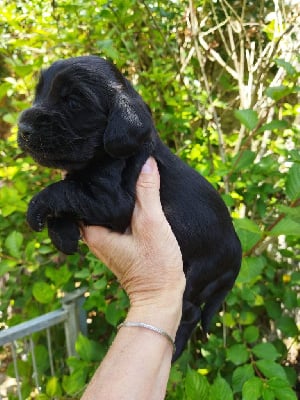 CHIOT 9 noire - Cocker Spaniel Anglais