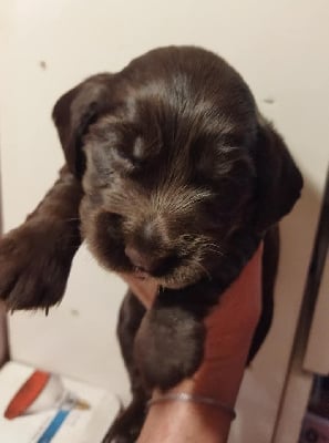 CHIOT 6 marron - Cocker Spaniel Anglais