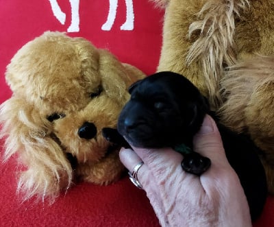 Les chiots de Cocker Spaniel Anglais