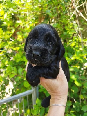 Les chiots de Cocker Spaniel Anglais