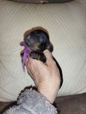 Les chiots de Cocker Spaniel Anglais