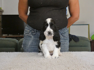 Les chiots de Cocker Spaniel Anglais