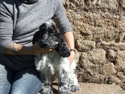 Les chiots de Cocker Spaniel Anglais