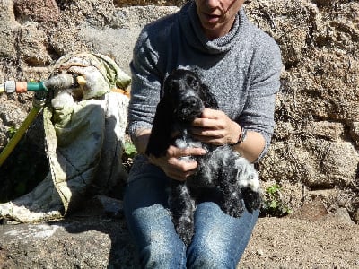 Les chiots de Cocker Spaniel Anglais