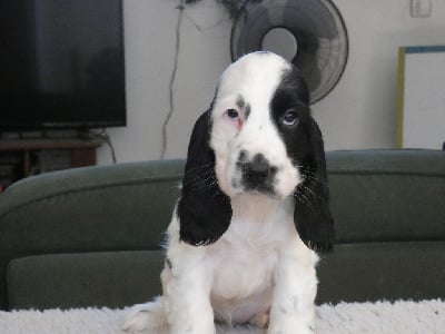 Vobbia - Cocker Spaniel Anglais