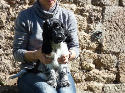 Les chiots de Cocker Spaniel Anglais