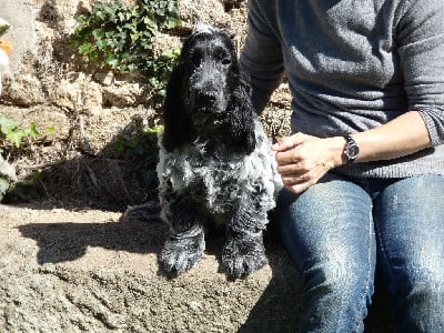 Les chiots de Cocker Spaniel Anglais