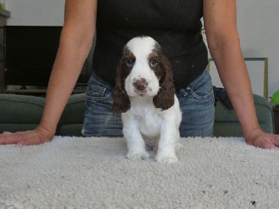 Les chiots de Cocker Spaniel Anglais