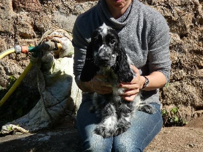 Les chiots de Cocker Spaniel Anglais