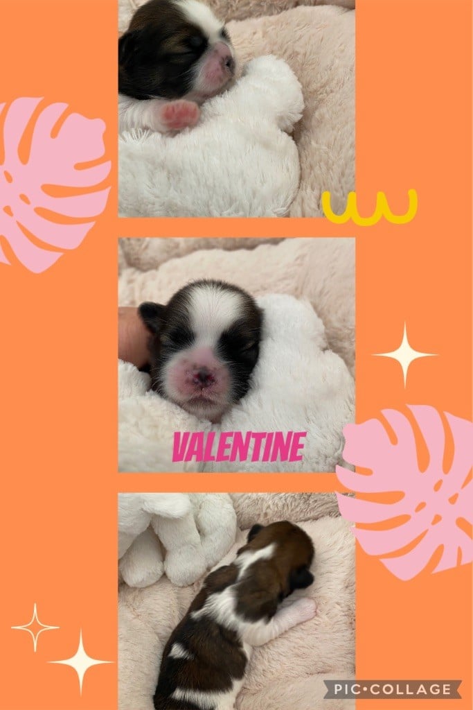 Valentine - Shih Tzu