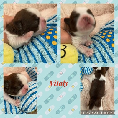 Les chiots de Shih Tzu