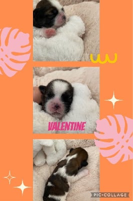 Valentine - Shih Tzu