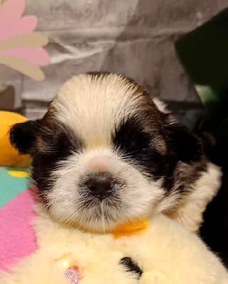 Les chiots de Shih Tzu