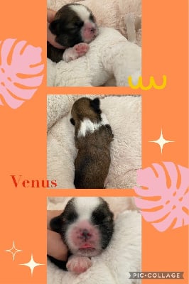 Venus - Shih Tzu