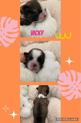 Vicky - Shih Tzu