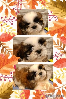 Les chiots de Shih Tzu