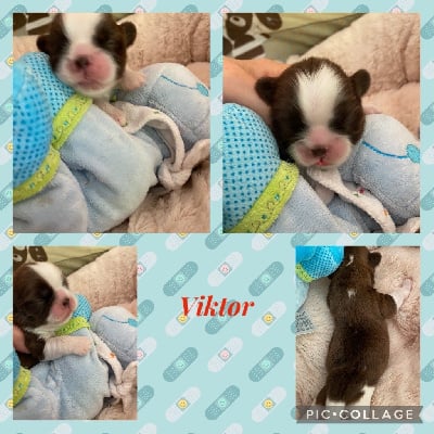 Viktor - Shih Tzu