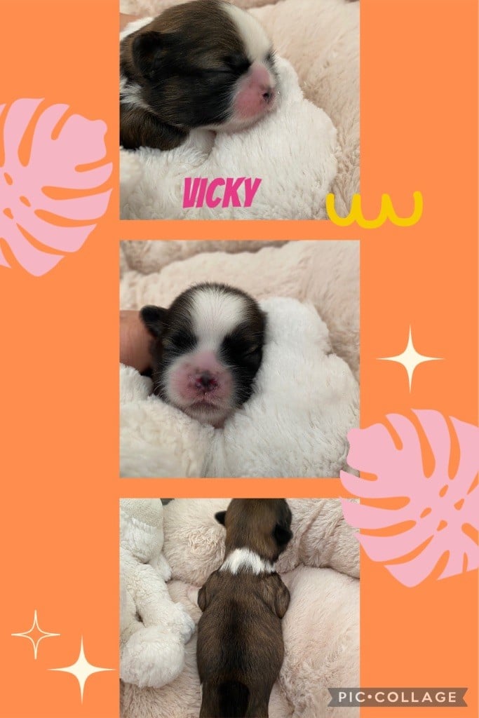 Vicky - Shih Tzu