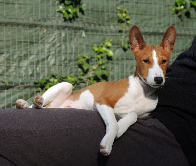 Les chiots de Basenji