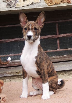 Varahly-Sun - Basenji