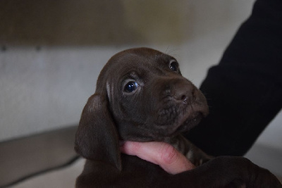 Les chiots de Braque allemand à poil court