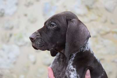 Les chiots de Braque allemand à poil court