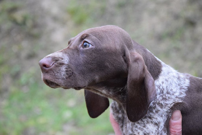 Les chiots de Braque allemand à poil court