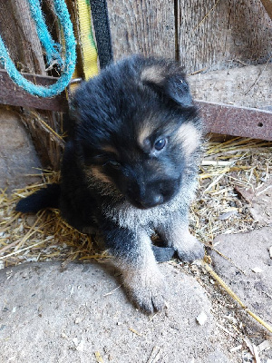 Les chiots de Berger Allemand