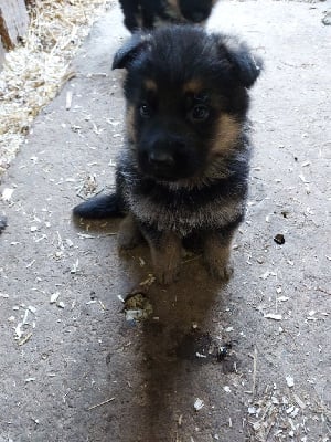 Les chiots de Berger Allemand