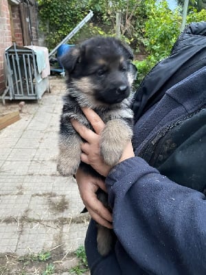 Les chiots de Berger Allemand