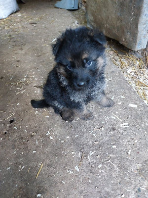 Les chiots de Berger Allemand