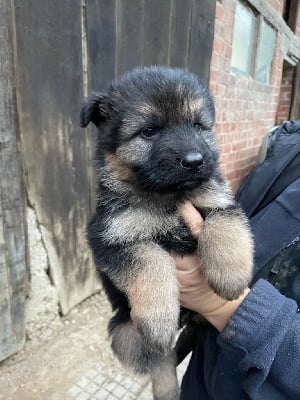 Les chiots de Berger Allemand