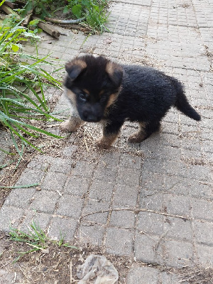 Les chiots de Berger Allemand