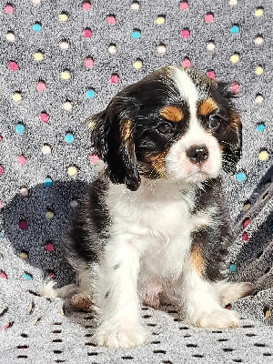 Les chiots de Cavalier King Charles Spaniel