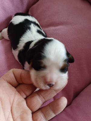 Les chiots de Cavalier King Charles Spaniel