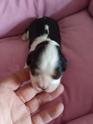 Les chiots de Cavalier King Charles Spaniel