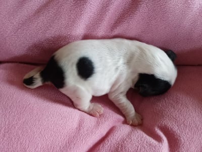 Les chiots de Cavalier King Charles Spaniel